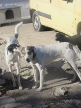 LUCY, Hund, Mischlingshund in Bulgarien - Bild 9