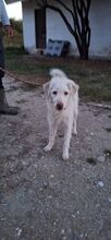 TERRY, Hund, Mischlingshund in Griechenland - Bild 11