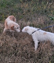 TERRY, Hund, Mischlingshund in Griechenland - Bild 3