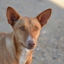 LOUIS, Hund, Podenco in Spanien - Bild 1