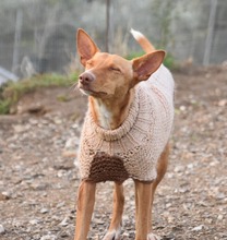 LOUIS, Hund, Podenco in Spanien - Bild 10