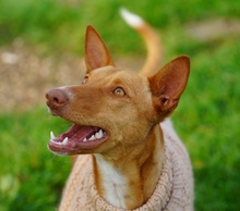 LOUIS, Hund, Podenco in Spanien - Bild 11