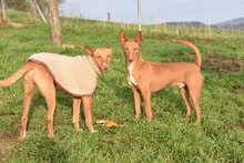 LOUIS, Hund, Podenco in Spanien - Bild 2