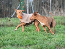 LOUIS, Hund, Podenco in Spanien - Bild 3