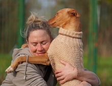 LOUIS, Hund, Podenco in Spanien - Bild 4