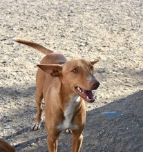 LOUIS, Hund, Podenco in Spanien - Bild 5