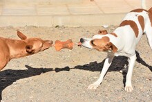 LOUIS, Hund, Podenco in Spanien - Bild 6