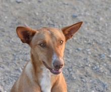 LOUIS, Hund, Podenco in Spanien - Bild 7