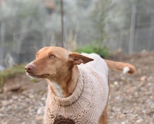 LOUIS, Hund, Podenco in Spanien - Bild 9