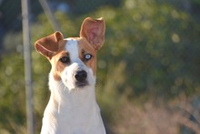 JULIUS, Hund, Mischlingshund in Spanien