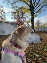 MANGO, Hund, Mischlingshund in Berlin - Bild 5