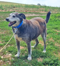 FRANKIE, Hund, Mischlingshund in Rumänien - Bild 1