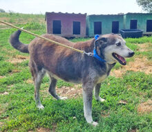 FRANKIE, Hund, Mischlingshund in Rumänien - Bild 3