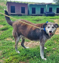 FRANKIE, Hund, Mischlingshund in Rumänien - Bild 4