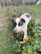 BETSY, Hund, Mischlingshund in Rumänien - Bild 1