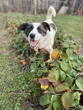 BETSY, Hund, Mischlingshund in Rumänien - Bild 2