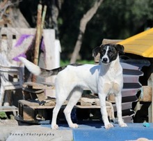 PINA, Hund, Herdenschutzhund-Mix in Griechenland - Bild 1