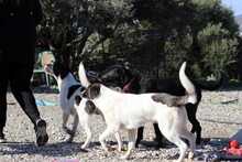 PINA, Hund, Herdenschutzhund-Mix in Griechenland - Bild 2