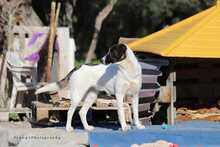 PINA, Hund, Herdenschutzhund-Mix in Griechenland - Bild 3