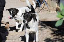 PINA, Hund, Herdenschutzhund-Mix in Griechenland - Bild 5