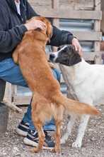 PINA, Hund, Herdenschutzhund-Mix in Griechenland - Bild 6