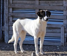 PINA, Hund, Herdenschutzhund-Mix in Griechenland - Bild 8