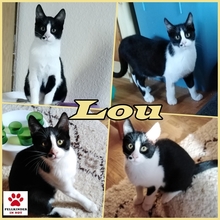 LOU, Katze, Europäisch Kurzhaar in Siegen