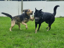 MURPHY, Hund, Mischlingshund in Hamburg - Bild 3