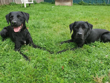 TARZAN, Hund, Labrador-Mix in Hamburg - Bild 2