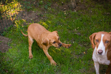 APOLLO2, Hund, Mischlingshund in Kroatien - Bild 8