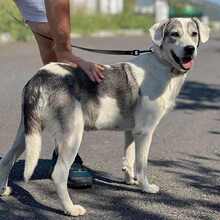 HAPPY, Hund, Golden Retriever-Mix in Remchingen - Bild 3