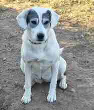 HAPPY, Hund, Golden Retriever-Mix in Remchingen - Bild 4