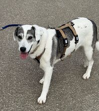 HAPPY, Hund, Golden Retriever-Mix in Remchingen - Bild 5