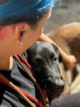 KOBE, Hund, Malinois in Spanien - Bild 10
