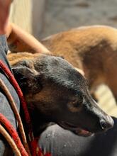 KOBE, Hund, Malinois in Spanien - Bild 11