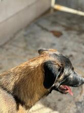 KOBE, Hund, Malinois in Spanien - Bild 12
