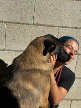 KOBE, Hund, Malinois in Spanien - Bild 13