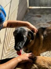 KOBE, Hund, Malinois in Spanien - Bild 9