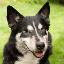 AMORI, Hund, Siberian Husky-Corgi-Mix in Lauf