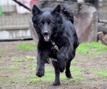 LOLA, Hund, Mischlingshund in Ungarn - Bild 2