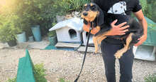 HANS, Hund, Mischlingshund in Italien - Bild 2