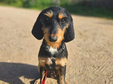 HANS, Hund, Mischlingshund in Italien - Bild 3