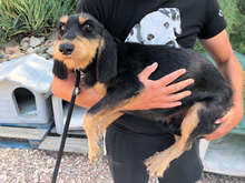 HANS, Hund, Mischlingshund in Italien - Bild 6