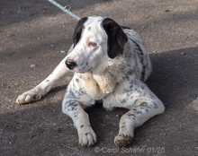 PEPITA, Hund, Herdenschutzhund-Mix in Egelsbach - Bild 1