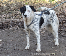 PEPITA, Hund, Herdenschutzhund-Mix in Egelsbach - Bild 2