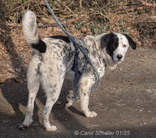 PEPITA, Hund, Herdenschutzhund-Mix in Egelsbach - Bild 3