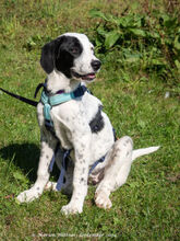 PEPITA, Hund, Herdenschutzhund-Mix in Egelsbach - Bild 4