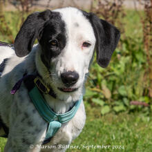 PEPITA, Hund, Herdenschutzhund-Mix in Egelsbach - Bild 5