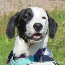 PEPITA, Hund, Herdenschutzhund-Mix in Egelsbach - Bild 6