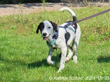 PEPITA, Hund, Herdenschutzhund-Mix in Egelsbach - Bild 9